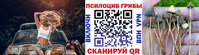 Псилоцибиновые грибы Cubensis  Белгород 